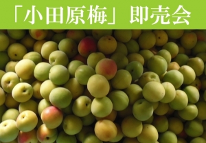 【「小田原梅」即売会】