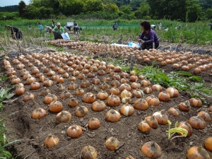 【小田原産 新たまねぎPRイベント】