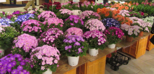 【生産者による春の花苗対面販売会】