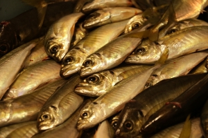 【小田原の地魚朝獲れ直売市】