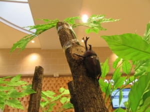 【小田原と世界のカブト・クワガタ展】