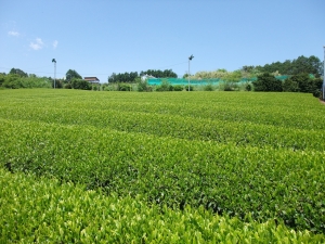 【新茶まつり】