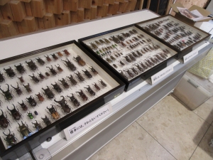 【世界のクワガタ・カブトムシ展】